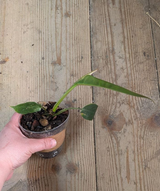 Philodendron Spiritus Sancti- Adozione Speciale
