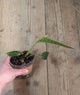 Philodendron Spiritus Sancti- Adozione Speciale