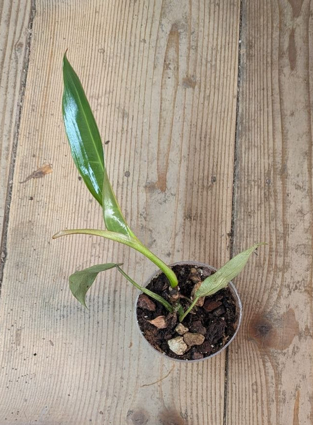Philodendron Spiritus Sancti- Adozione Speciale