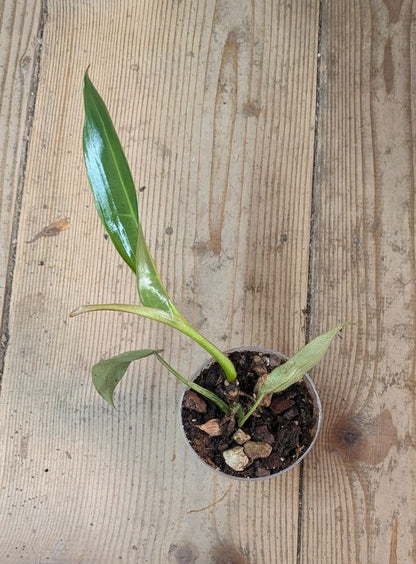 Philodendron Spiritus Sancti- Adozione Speciale