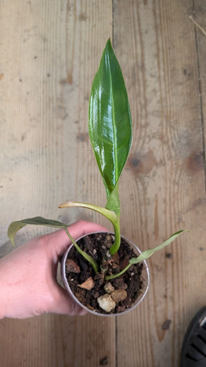 Philodendron Spiritus Sancti- Adozione Speciale