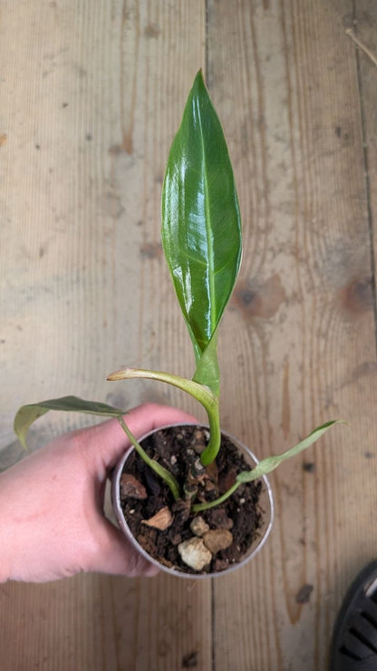 Philodendron Spiritus Sancti- Adozione Speciale