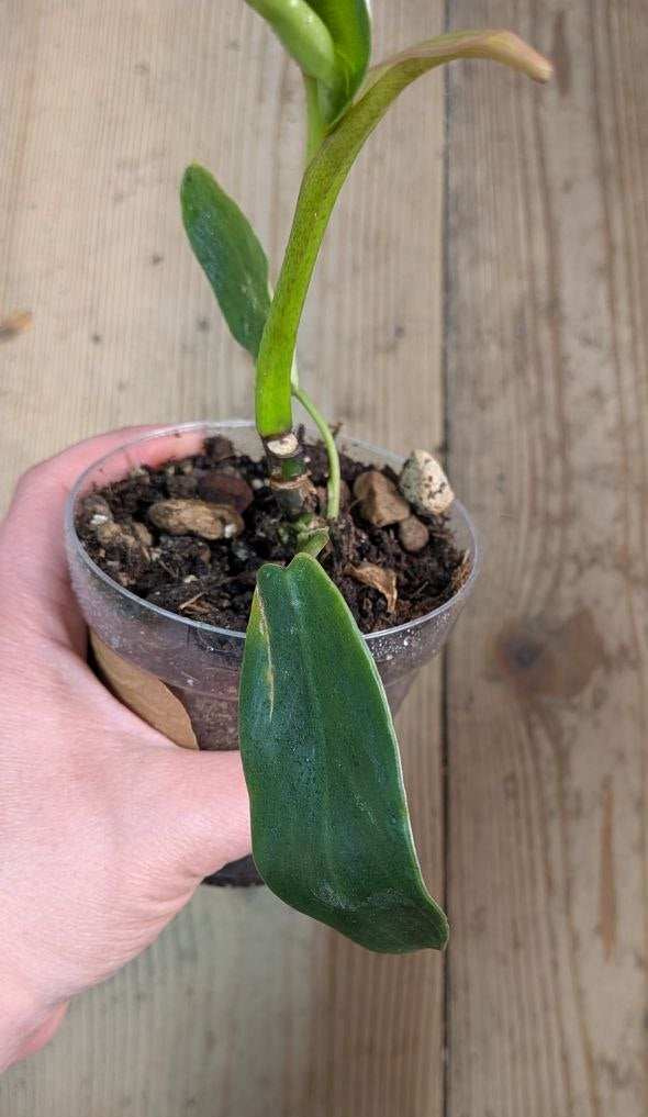 Philodendron Spiritus Sancti- Adozione Speciale