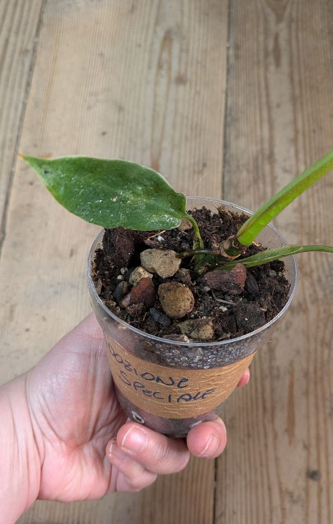 Philodendron Spiritus Sancti- Adozione Speciale