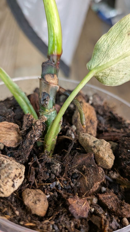 Philodendron Spiritus Sancti- Adozione Speciale