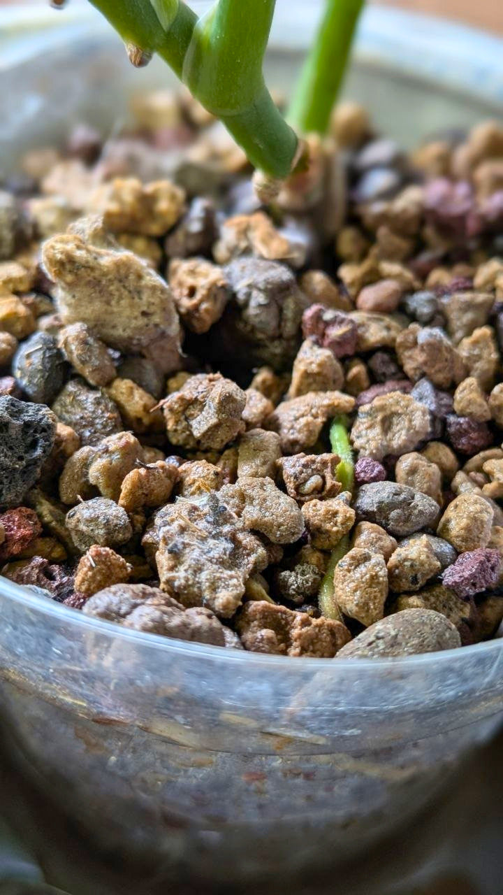 Scindapsus treubii ‘Moonlight’ | Pianta adattata all'idrocoltura