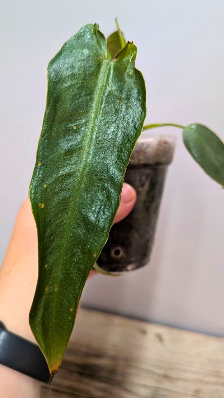 Philodendron Spiritus Sancti 1 - Adozione Speciale