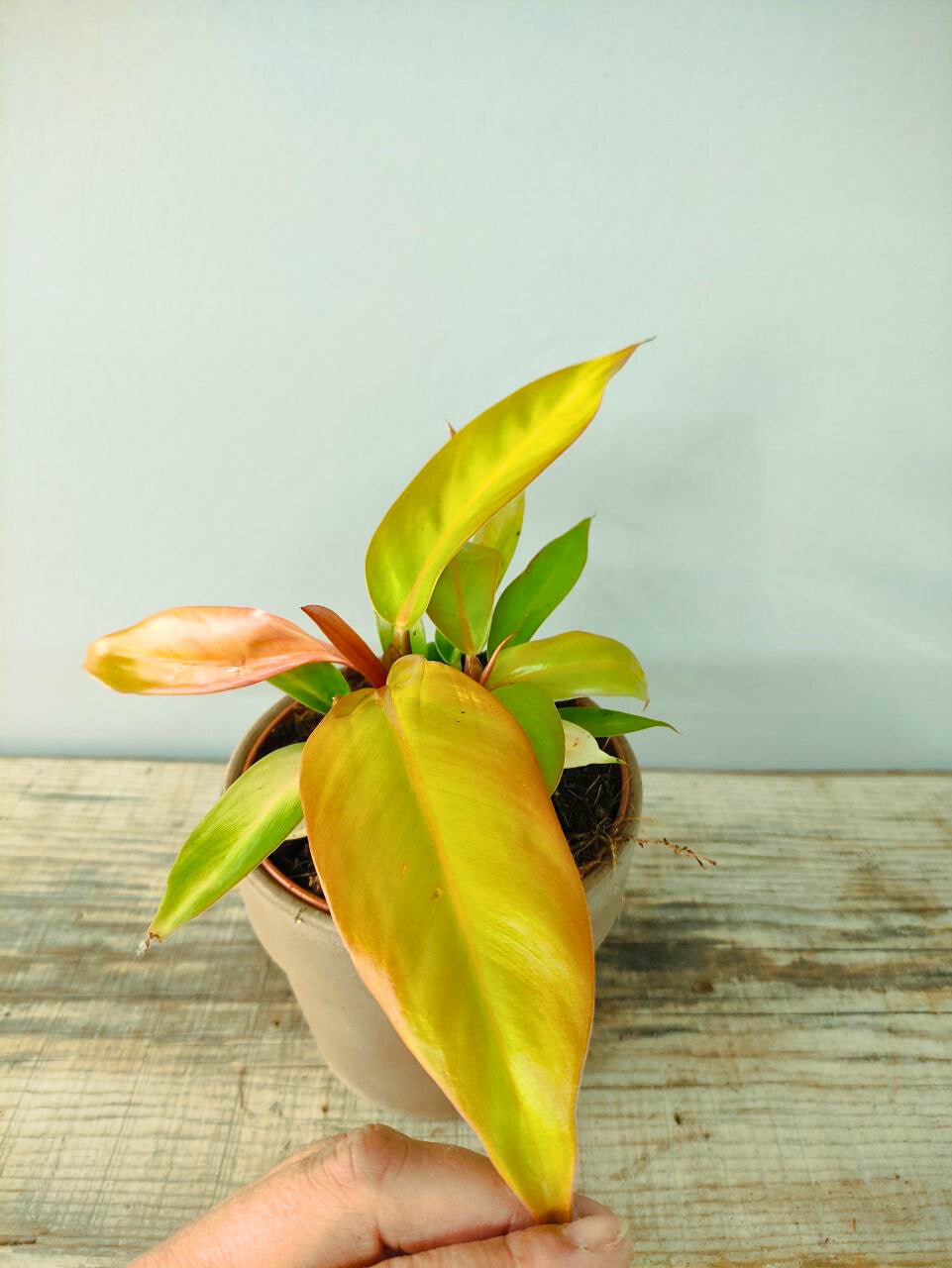Philodendron Prince of Orange – Foglie cangianti dal fascino tropicale