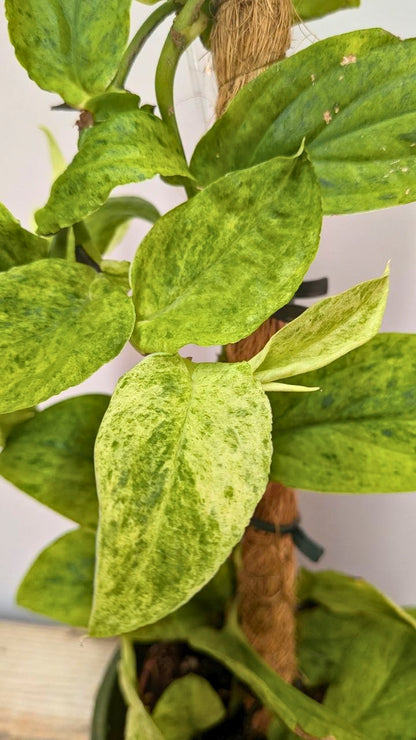 Rhaphidophora Korthalsii