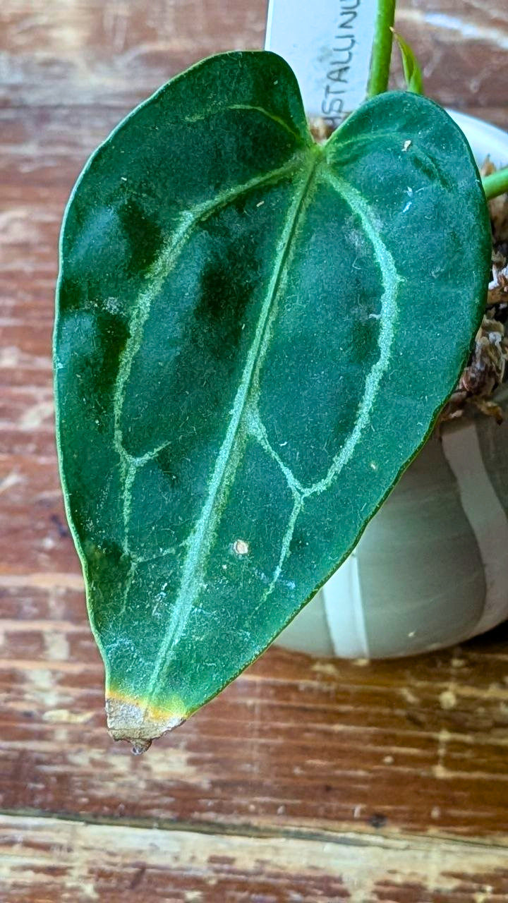 Anthurium crystallinum Baby | Pianta adattata all'idrocoltura