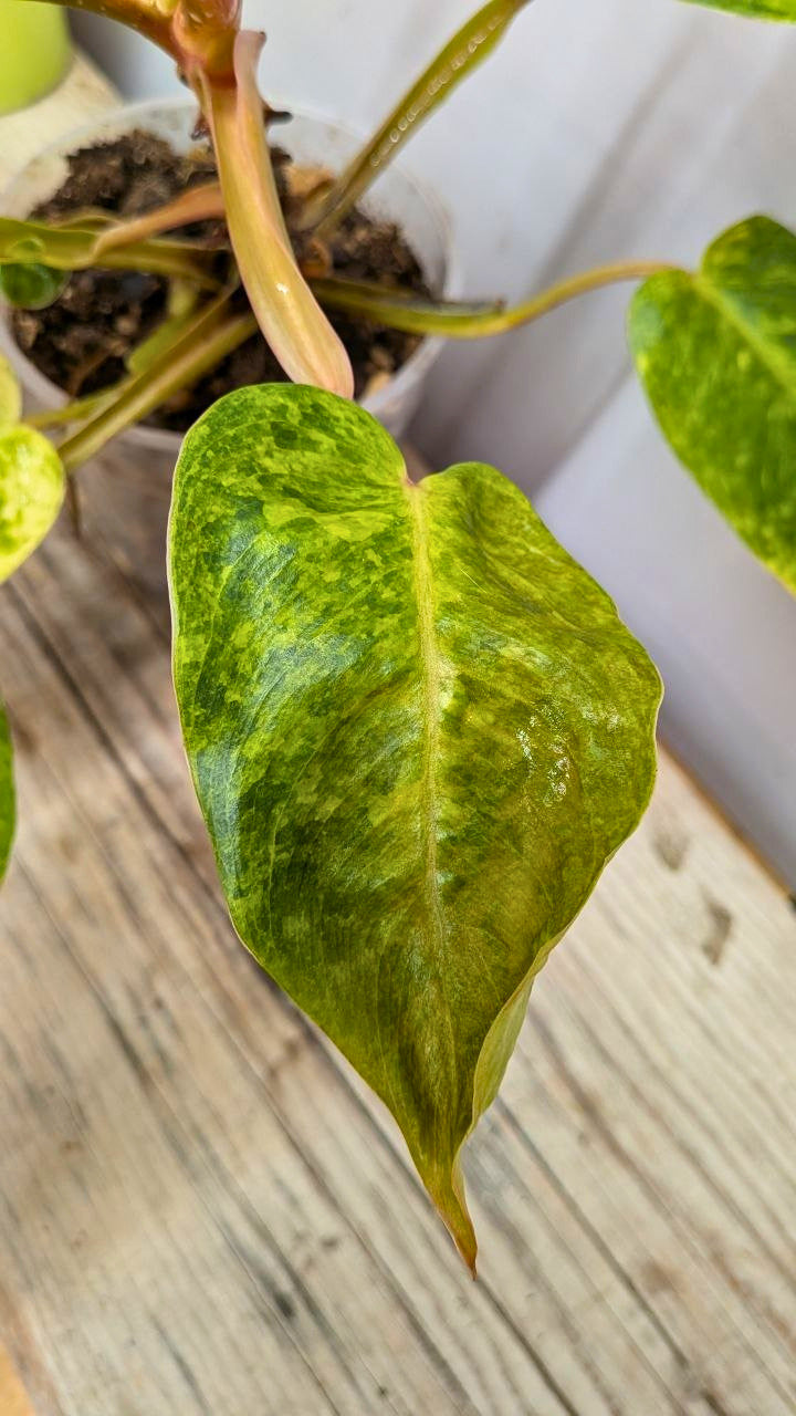 Philodendron Orange Marmalade 2- Adozione Speciale