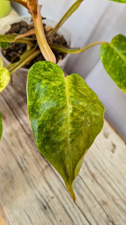 Philodendron Orange Marmalade 2- Adozione Speciale
