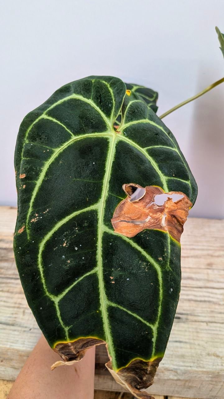 Anthurium Regale 1 - Adozione Speciale