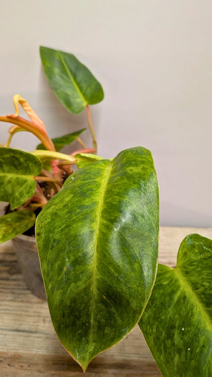 Philodendron Orange Marmalade 1 - Adozione Speciale