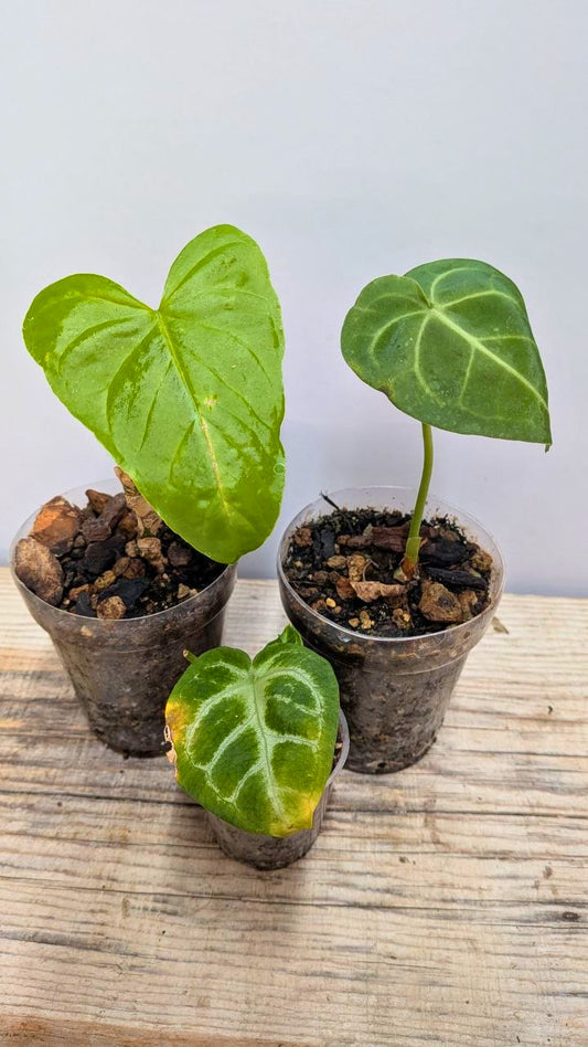 Pacchetto Baby Anthurium 1- Piante da Recupero
