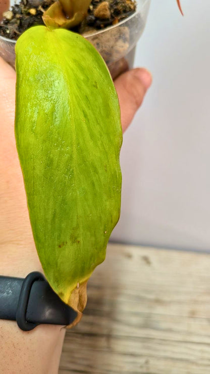 Philodendron Orange Marmalade 3- Adozione Speciale