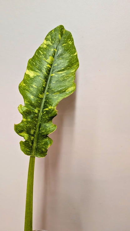 Philodendron Ring of Fire 2 - Adozione Speciale