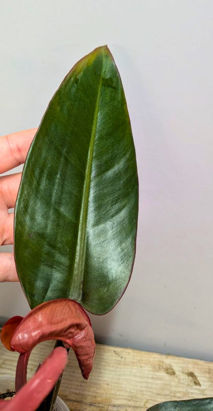 Philodendron Red Cherry 1 - Adozione Speciale