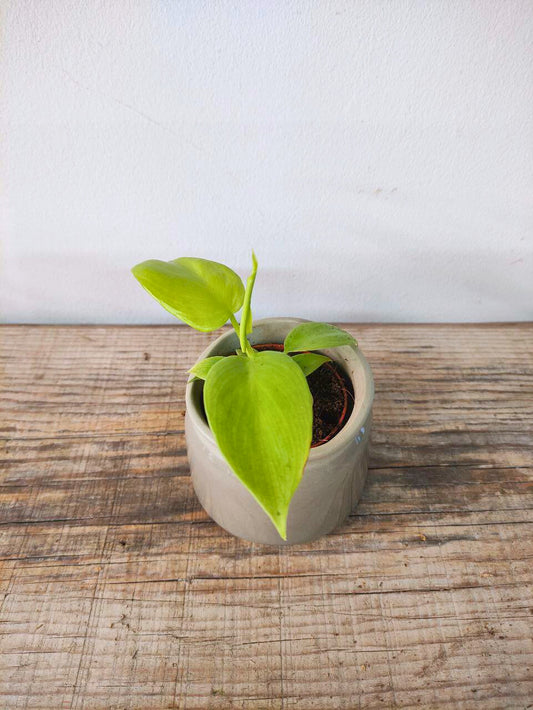 Philodendron Golden Violin – Foglie dorate e sagomate