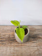 Philodendron Golden Violin – Foglie dorate e sagomate