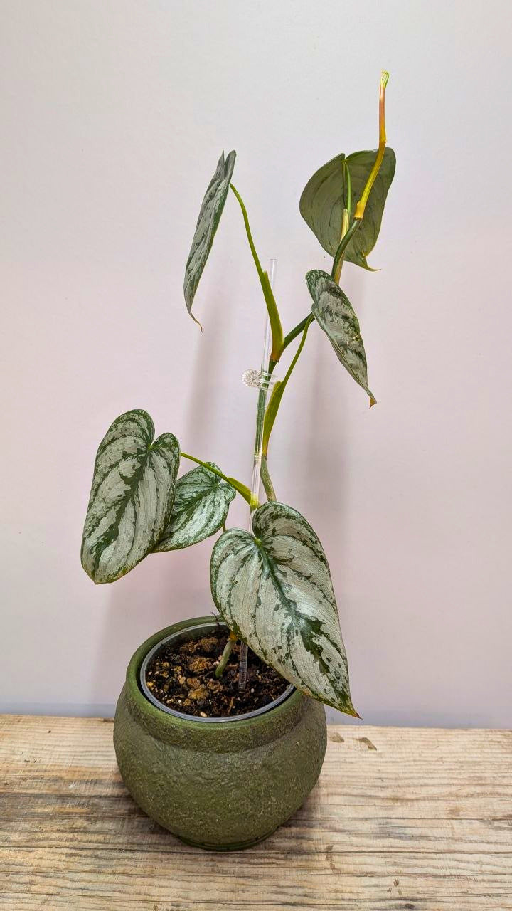 Philodendron Brandtianum