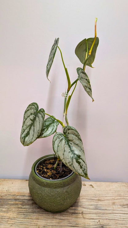 Philodendron Brandtianum