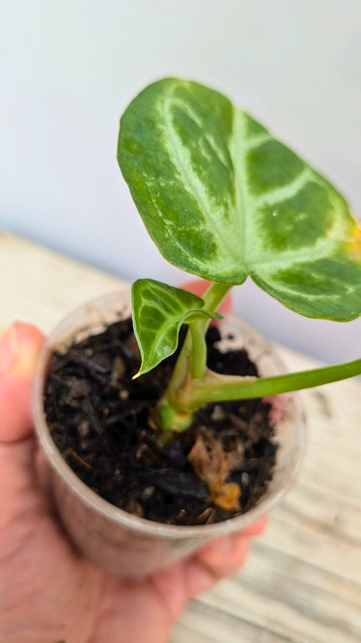 Pacchetto Baby Anthurium 1- Piante da Recupero