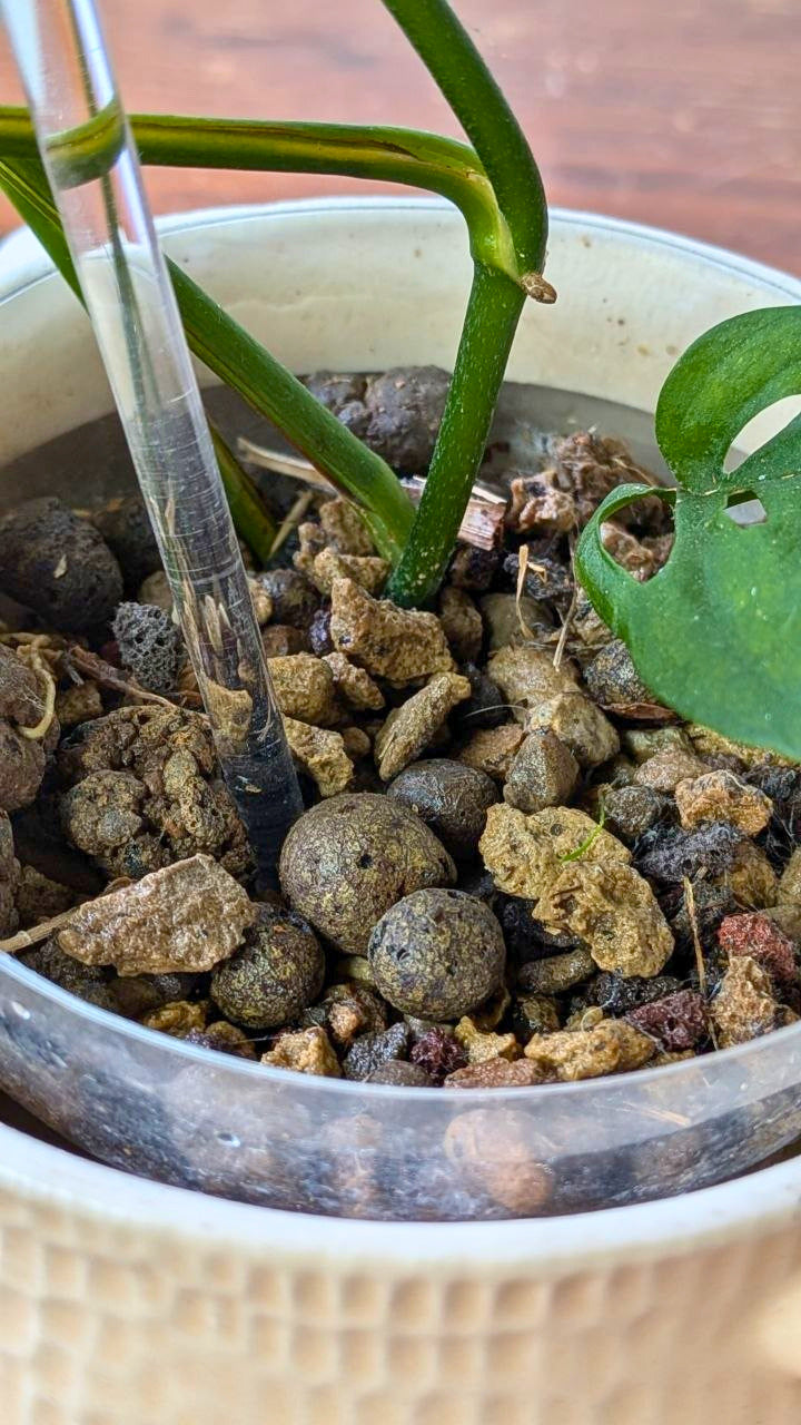 Monstera obliqua | Pianta adattata all'idrocoltura