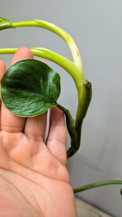 Philodendron cf Rugosum 2 - Adozione Speciale