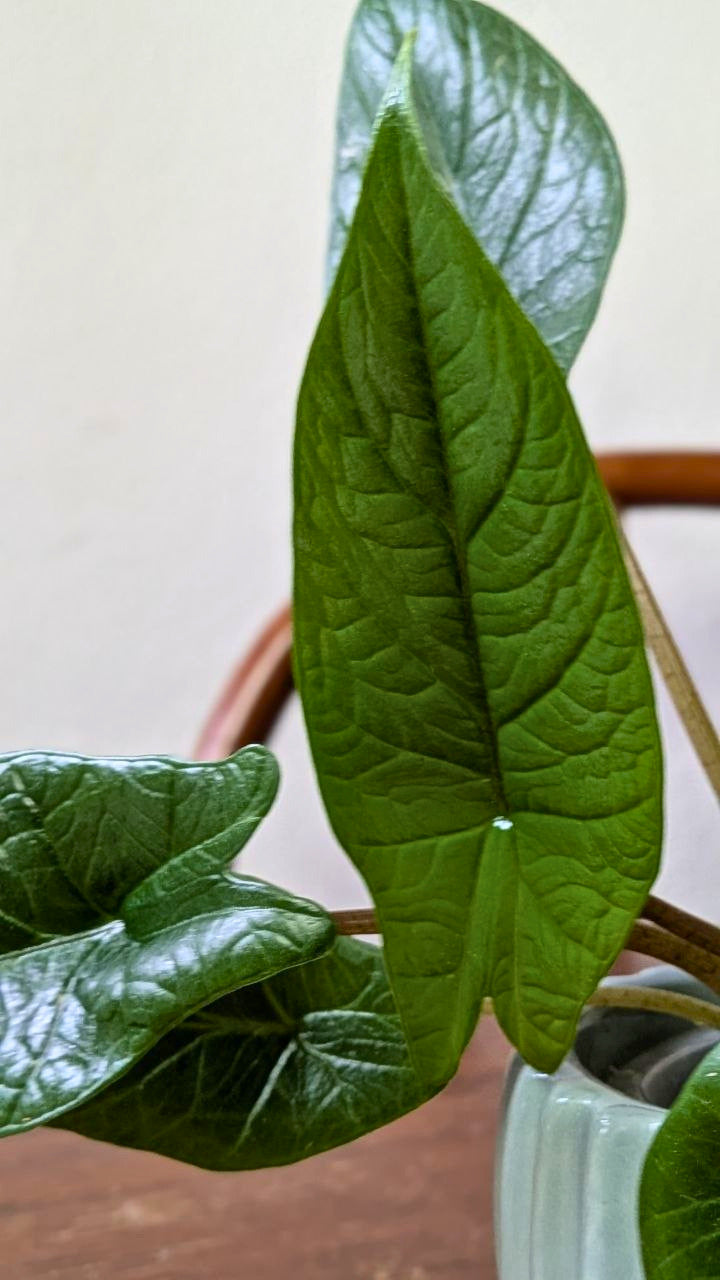 Alocasia scalprum | Pianta adattata all'idrocoltura