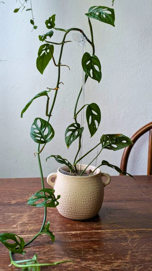 Monstera obliqua | Pianta adattata all'idrocoltura
