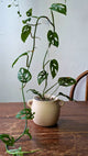 Monstera obliqua | Pianta adattata all'idrocoltura