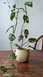 Monstera obliqua | Pianta adattata all'idrocoltura