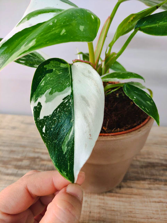 Philodendron White Princess – Eleganza bianca e verde