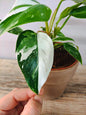 Philodendron White Princess – Eleganza bianca e verde