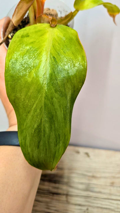Philodendron Orange Marmalade 3- Adozione Speciale