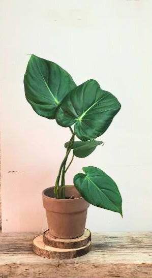 Philodendron McDowell – Foglie vellutate e crescita strisciante