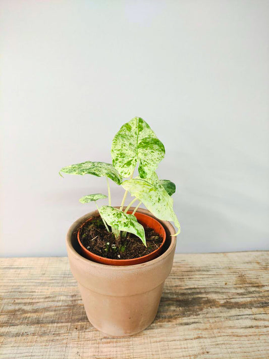 Alocasia Macrorrhizos Splash – Foglie variegate a macchie