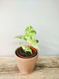 Alocasia Macrorrhizos Splash – Foglie variegate a macchie