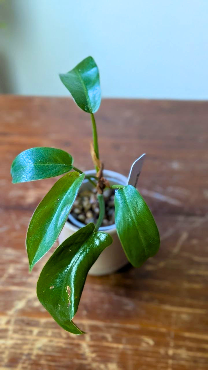 Philodendron ‘Florida Bronze’ | Pianta adattata all'idrocoltura