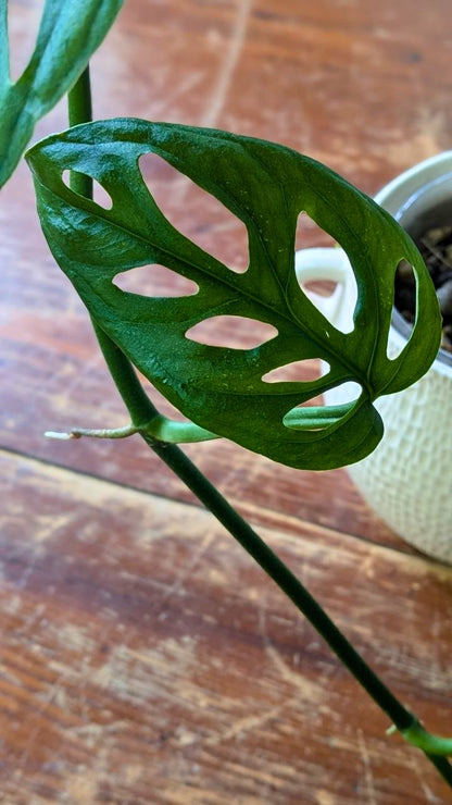 Monstera obliqua | Pianta adattata all'idrocoltura