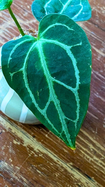Anthurium crystallinum Baby | Pianta adattata all'idrocoltura
