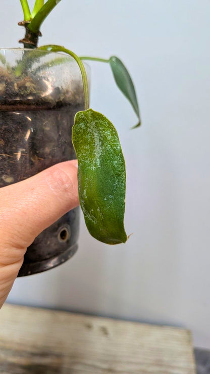Philodendron Spiritus Sancti 1 - Adozione Speciale