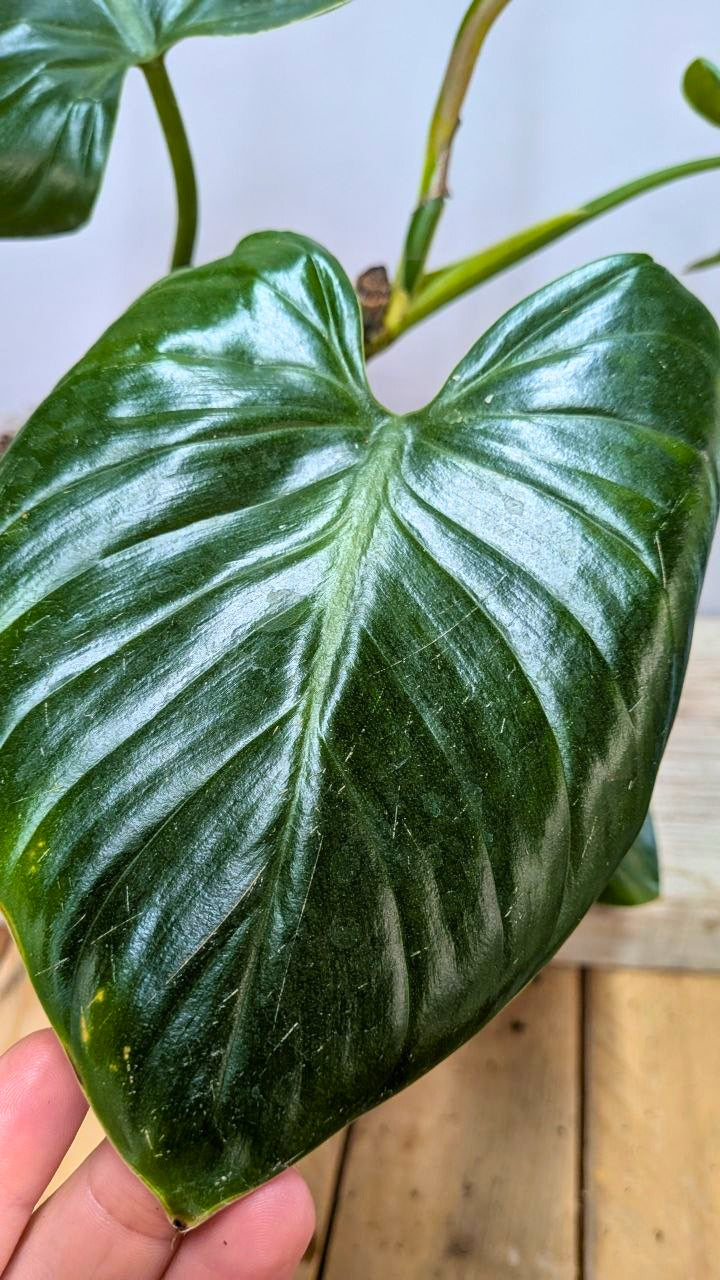 Philodendron cf Rugosum 2 - Adozione Speciale