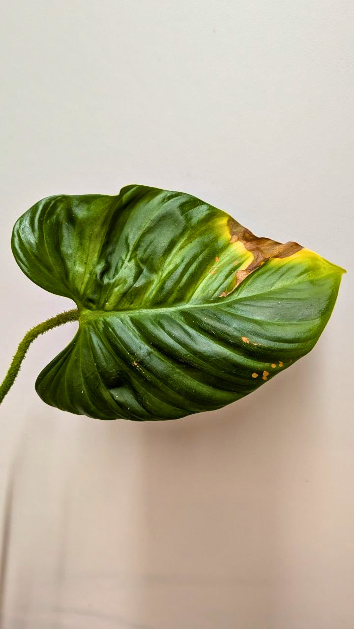 Philodendron CF Serpens - Adozione Speciale