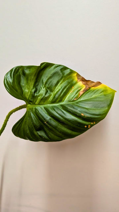 Philodendron CF Serpens - Adozione Speciale