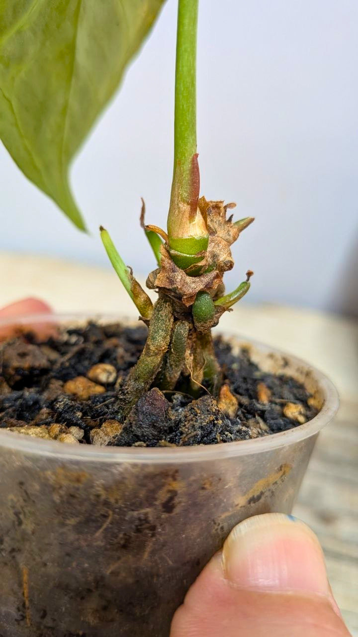 Pacchetto Baby Anthurium 2- Piante da Recupero