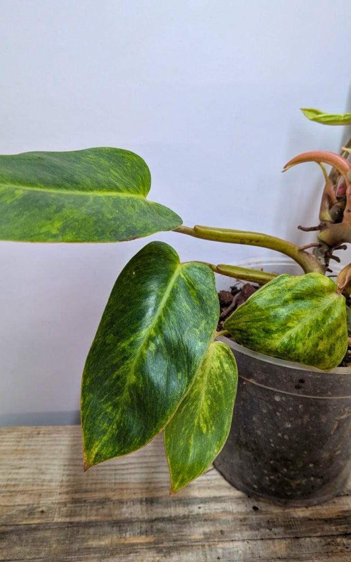 Philodendron Orange Marmalade 1 - Adozione Speciale