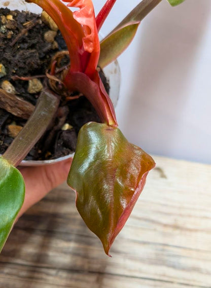 Philodendron Prince of Orange 3 - Adozione Speciale