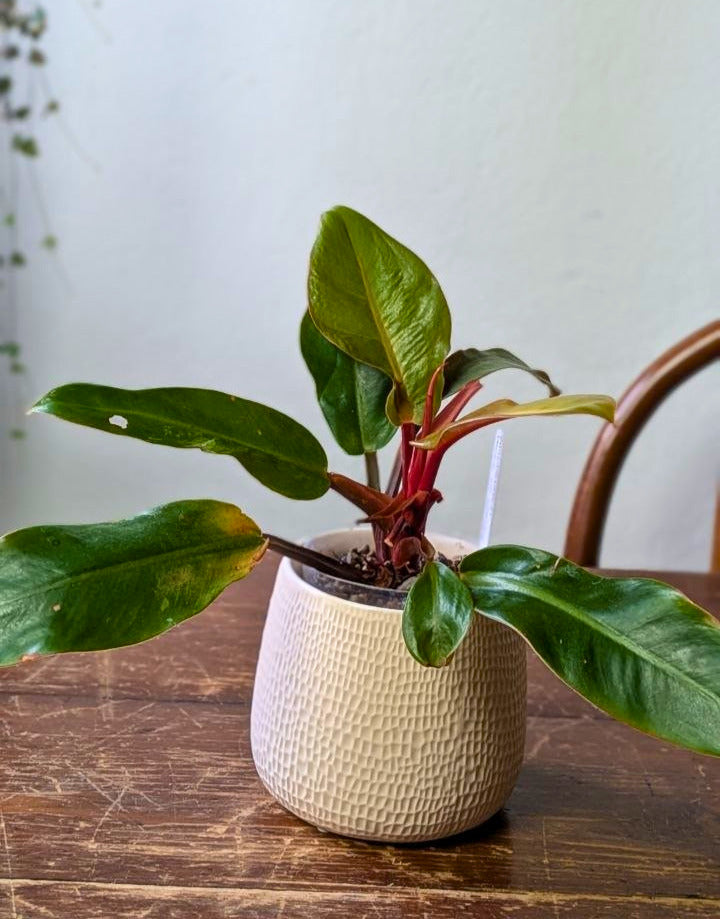 Philodendron ‘Prince of Orange’ | Pianta adattata all'idrocoltura